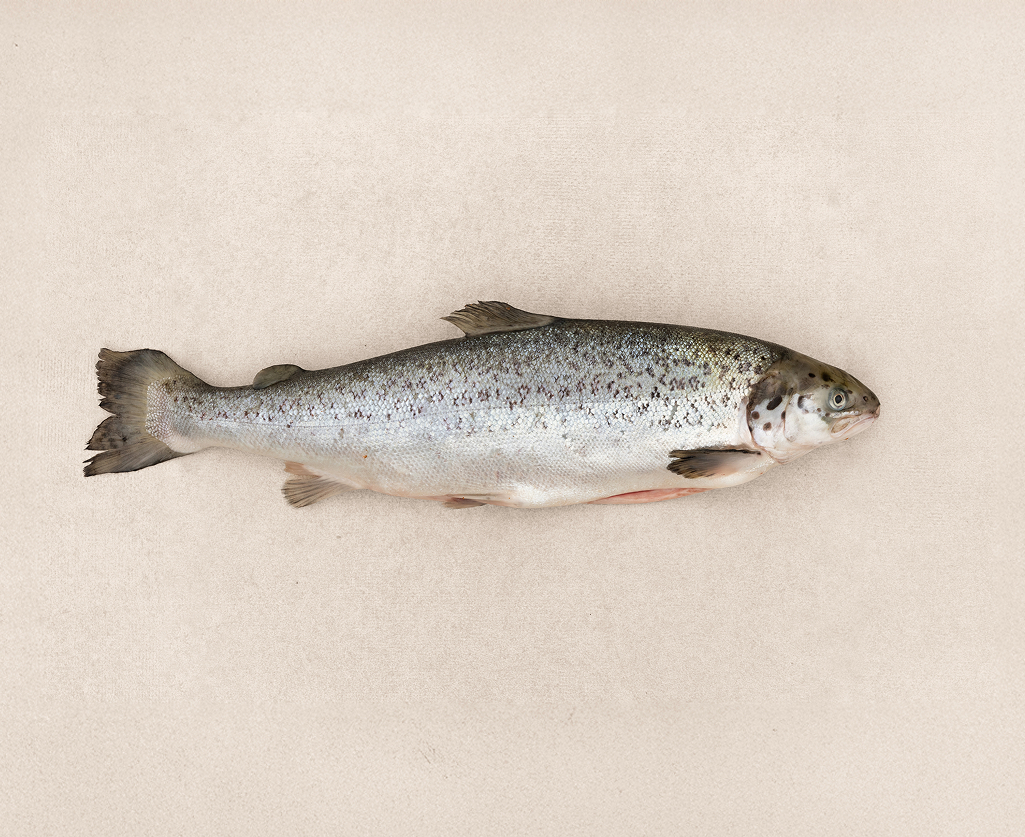 Ganzer Lachs